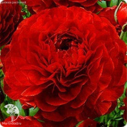 Лютик (Ранункулюс) Цветущая долина красная F1, серия Эксклюзив Саката