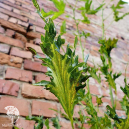 Липа Генрик Эдер на штамбе