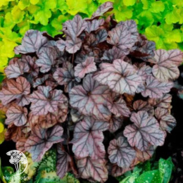 Гейхера Роуз Кварц