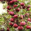 Яблоня красномякотная Байя Мариса фото 4 