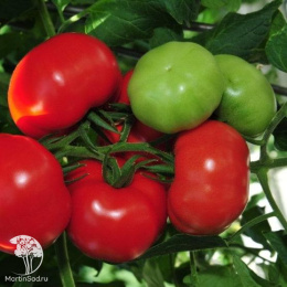 Томат Благовест