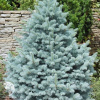 Ель колючая Глаука Маджестик Блю фото 2 