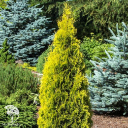 Туя западная Янтарь