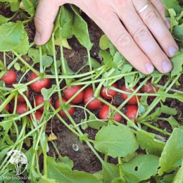 Редис Мечта Алисы  F1