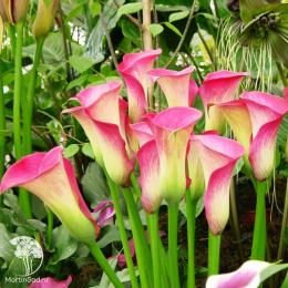  Калла Гарнет Глоу