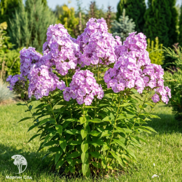 Флокс метельчатый Мирослав