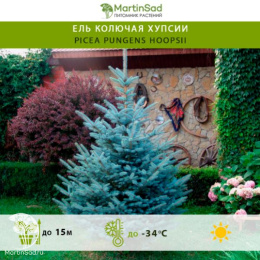 Ель колючая Хупсии
