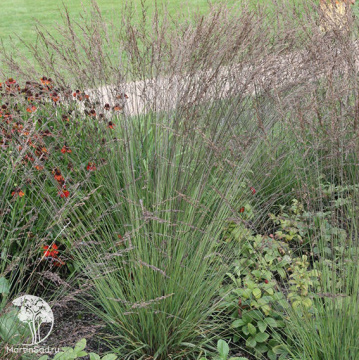 Фото Молиния голубая Кармазен