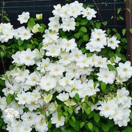 Клематис Дженси Крим