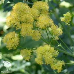 Василистник жёлтый