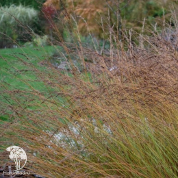 Молиния голубая Эдит Дудзус