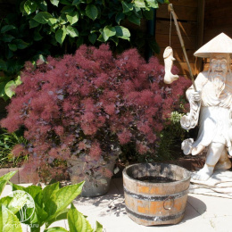 Скумпия кожевенная Даски Майден на штамбе