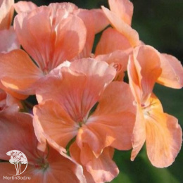 Пеларгония Рафаэлла F1 персиковая