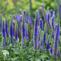 Вероника колосковая Роял Кэндлс