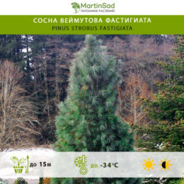 Сосна веймутова Фастигиата