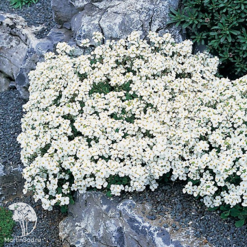 Фото Арабис кавказский Сноукэп