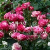 Роза чайно-гибридная Сатин фото 1 