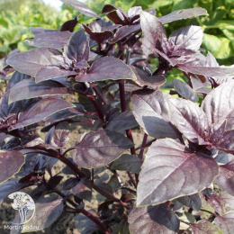 Базилик Пурпурный