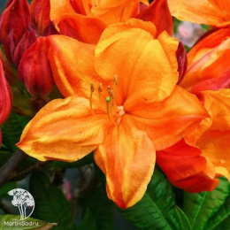 Азалия крупноцветковая Гловинг Эмберс