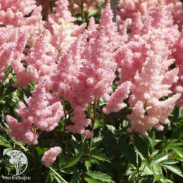 Астильба Арендса Америка