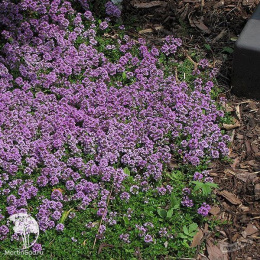 Тимьян ползучий Пурпл