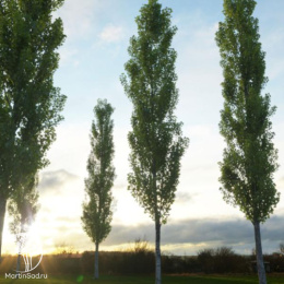  Тополь чёрный Италика