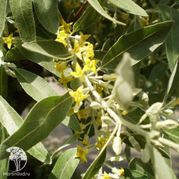 Лох узколистный