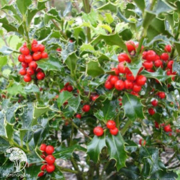 Падуб остролистный Аляска