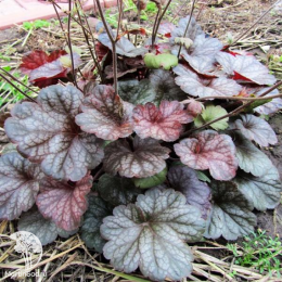 Сверхвыгодный микс! Гейхера Свирлинг Фэнтэзи + Гейхера Марс + Гейхера Пино Грис