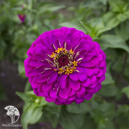 Цинния георгиновидная "Фэнтези" F1 Византийский Пурпур