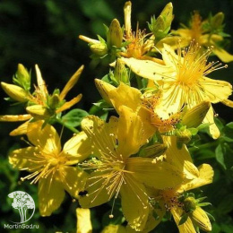 Зверобой продырявленный Солнечный