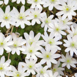 Ветреница (Анемона) Роза ветров 