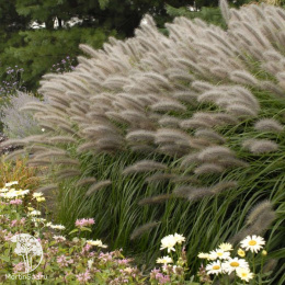 Пеннисетум лисохвостовый Ред Хэд