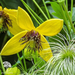 Клематис тангутский