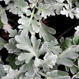 Полынь Стеллера Сильвер Брокад