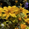Bidens ferulifolia Bill's Medaillon Биденс Билс Медальон фото 2 