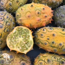 Кивано Дикобраз