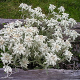 Эдельвейс Эхо