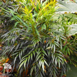 Магония прицветниковая Свит Винтер