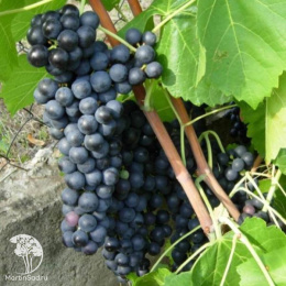 Виноград Доктор Шмитнен