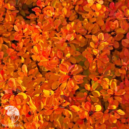 Барбарис Тунберга Грин Клауд