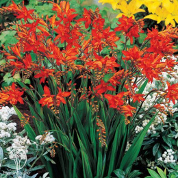 Крокосмия (монтбреция) Файр Кинг