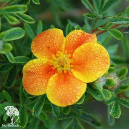 Лапчатка кустарниковая Аннет