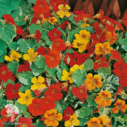 Настурция Аляска ( низкорослая,смесь прост.цветов с пестрым листом)