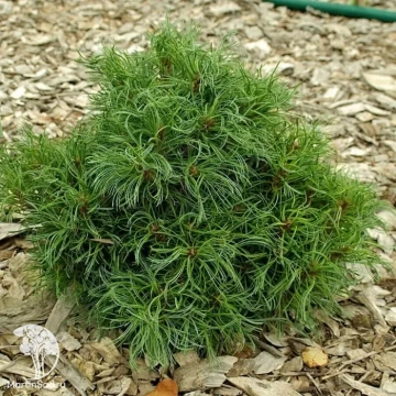 Фото Сосна веймутова Грин Твист