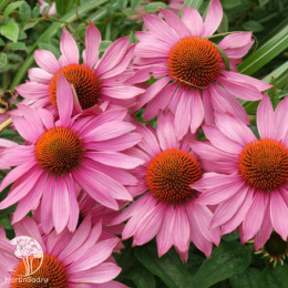 Эхинацея пурпурная