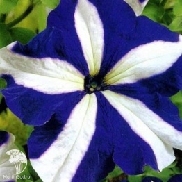 Фото Петуния Хиросис синяя с белым крупноцветковая