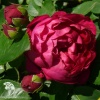 Роза чайно-гибридная Аскот фото 2 