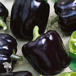 Перец Бубенцы 