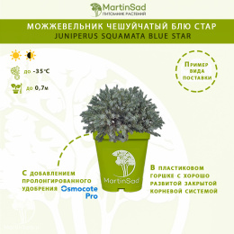 Можжевельник чешуйчатый Блю Стар